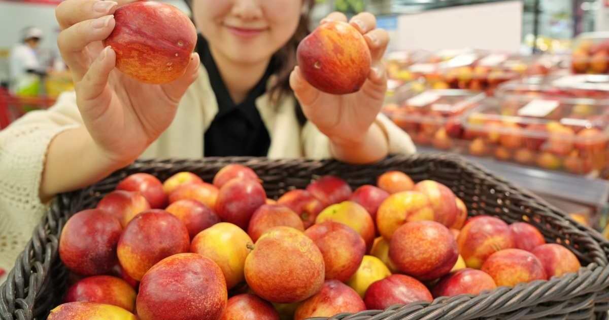 롯데마트·슈퍼가 오는 19일 우박 피해 농가에서 수매한 '상생 천도복숭아'를 본격 판매한다고 17일 밝혔다. 모델이 서울 중구에 위치한 롯데마트 제타플렉스 서울역점에서 '상생 천도복숭아'를 소개하고 있다. / 롯데쇼핑 제공-뉴스1