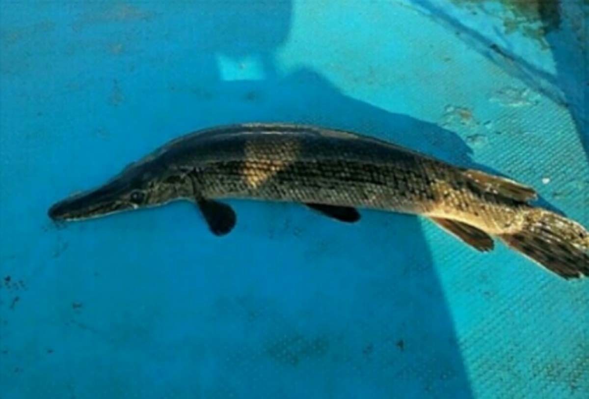 경북 영천군 금호강에서 포획된 엘리게이터 가아 / MLB파크