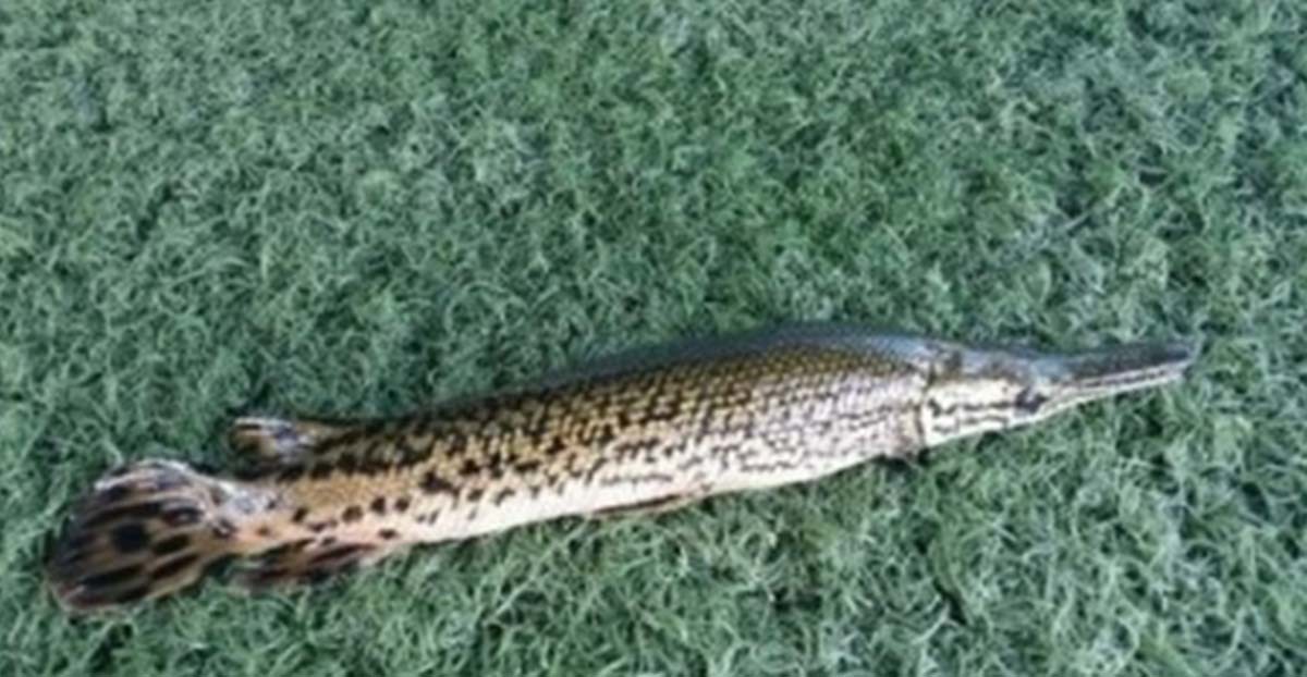 양수리 수상스키장에서 붙잡힌 엘리게이터 가아. / 네이버 카페