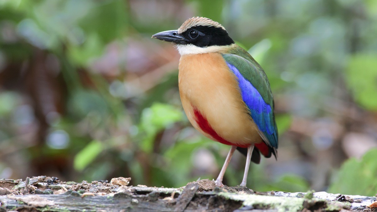 팔색조의 모습. / non15-shutterstock.com