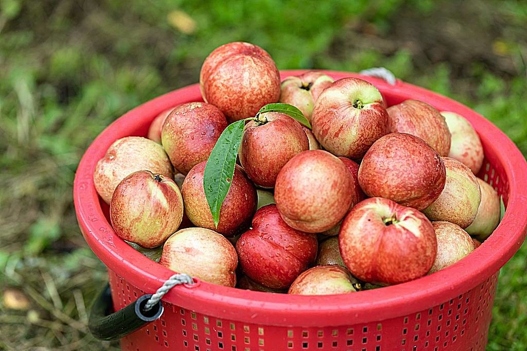 신비복숭아 / 연합뉴스, 이마트 제공