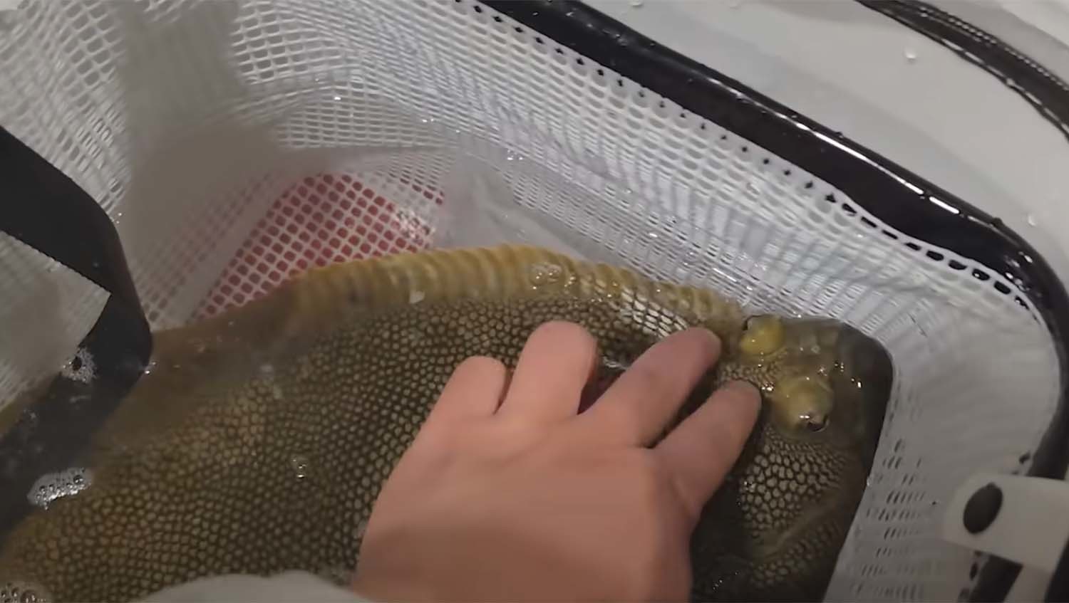 범가자미 / '입질의추억TV’ 유튜브