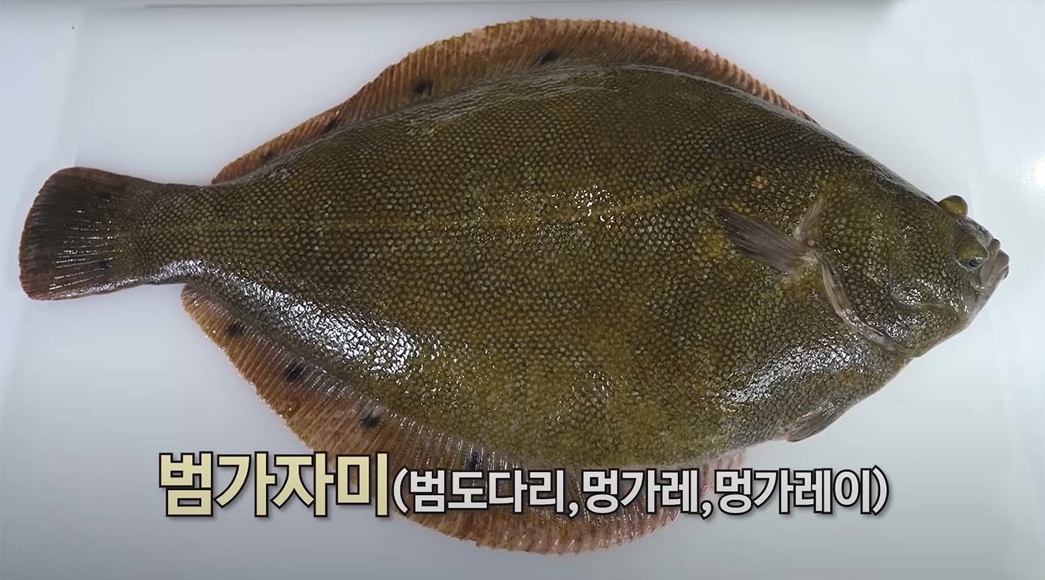 범가자미 / '입질의추억TV’ 유튜브