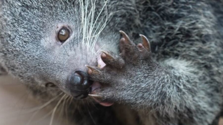 SBS 'TV동물농장'에서 공개되는 멸종위기 희귀동물 빈투롱 모습. 국내에는 단 3마리만 있는 동물이다. / SBS 제공
