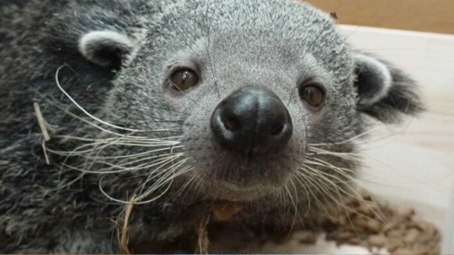 SBS 'TV동물농장'에서 공개되는 멸종위기 희귀동물 빈투롱 모습. 국내에는 단 3마리만 있는 동물이다. / SBS 제공