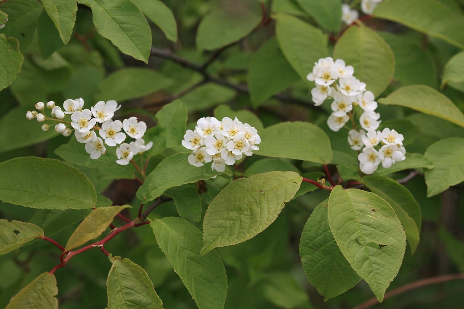 귀룽나무 꽃 / 국립생물자원관