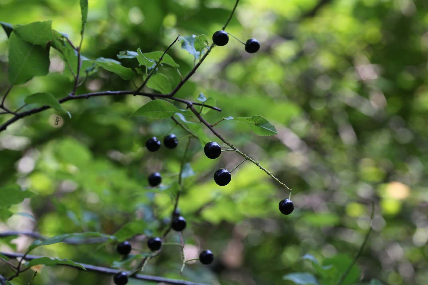 귀룽나무 열매 / 국립생물자원관