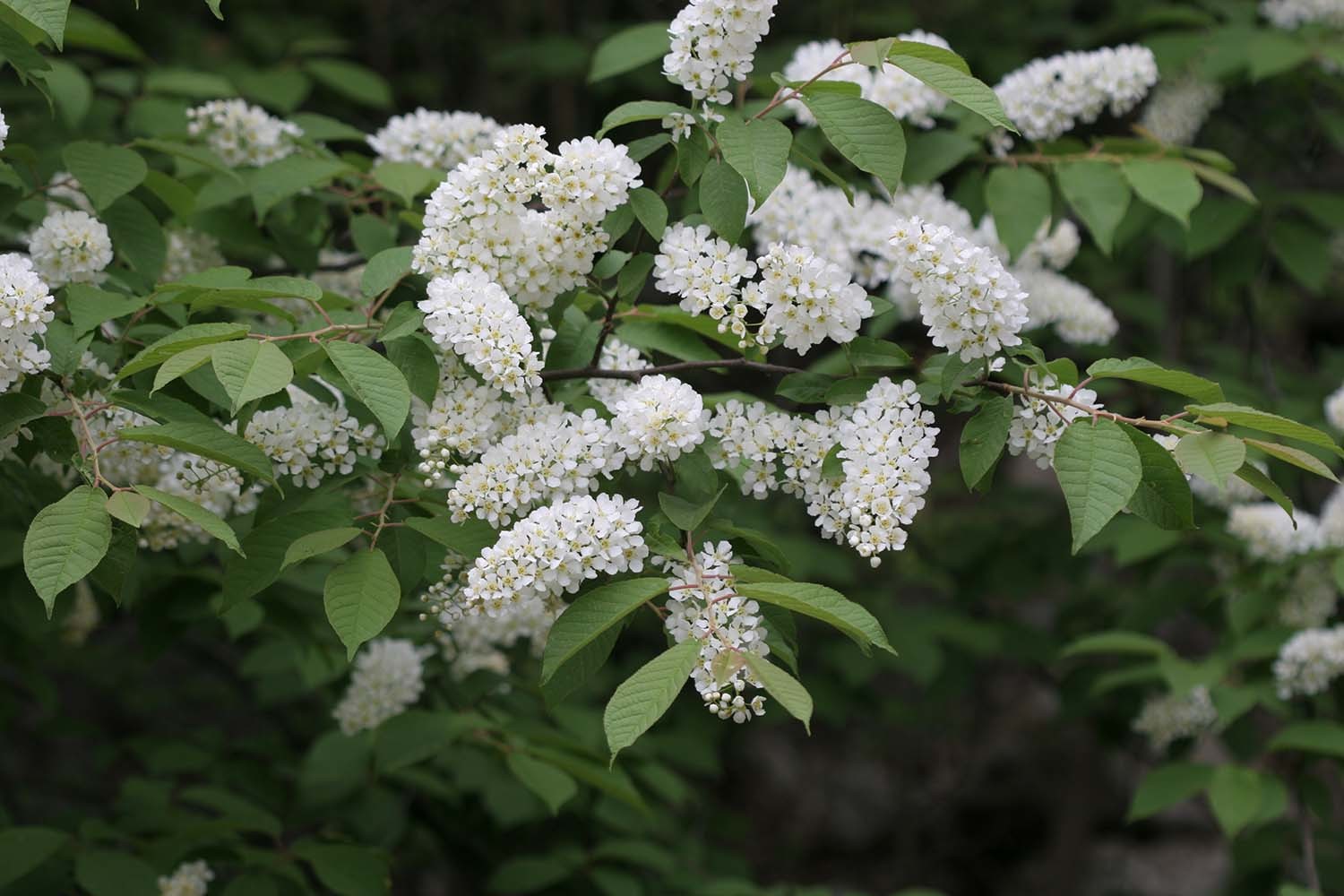 귀룽나무 꽃 / 국립생물자원관