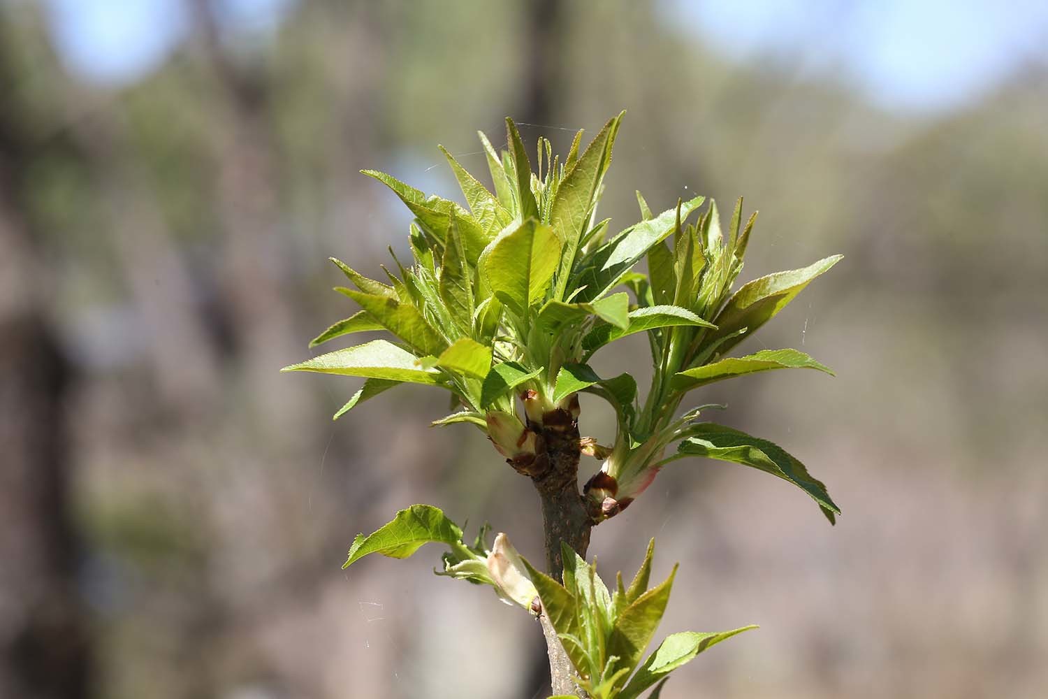 귀룽나무 순 / 국립생물자원관