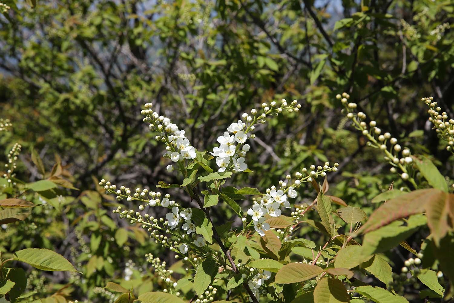 귀룽나무 꽃 / 국립생물자원관