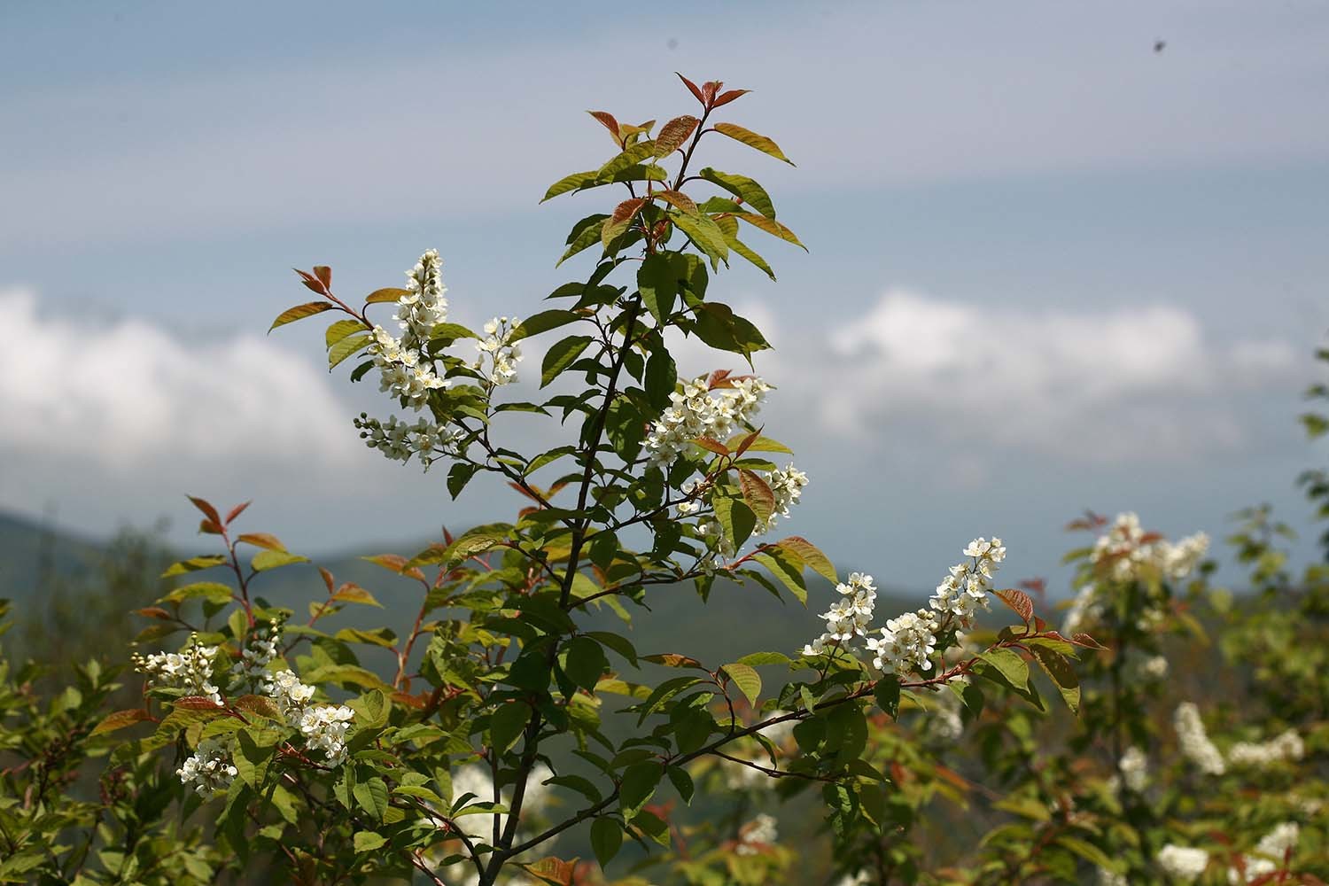 귀룽나무 꽃 / 국립생물자원관
