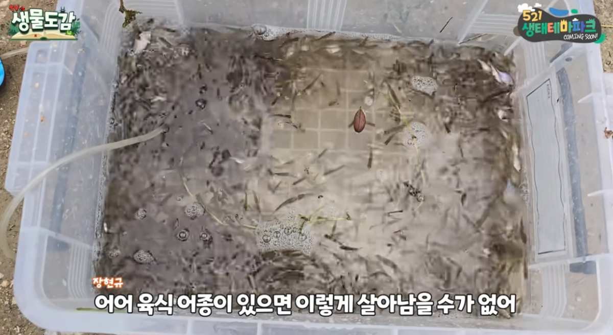 국내 한 산골짜기 작은 소류지에서 대량 포착된 흰줄납줄개. / 유튜브 'TV생물도감'