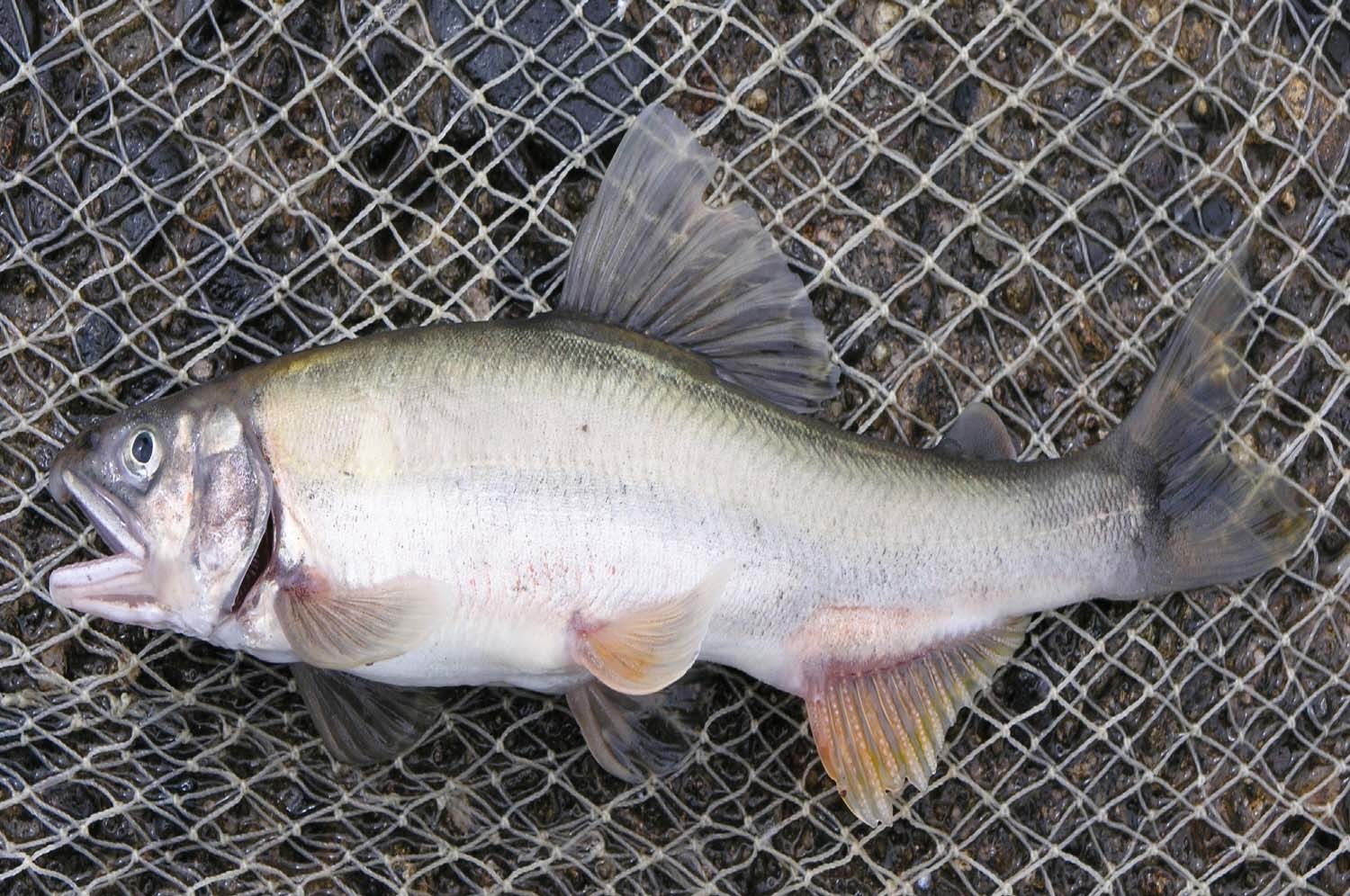 은어/ 국립생물자원관