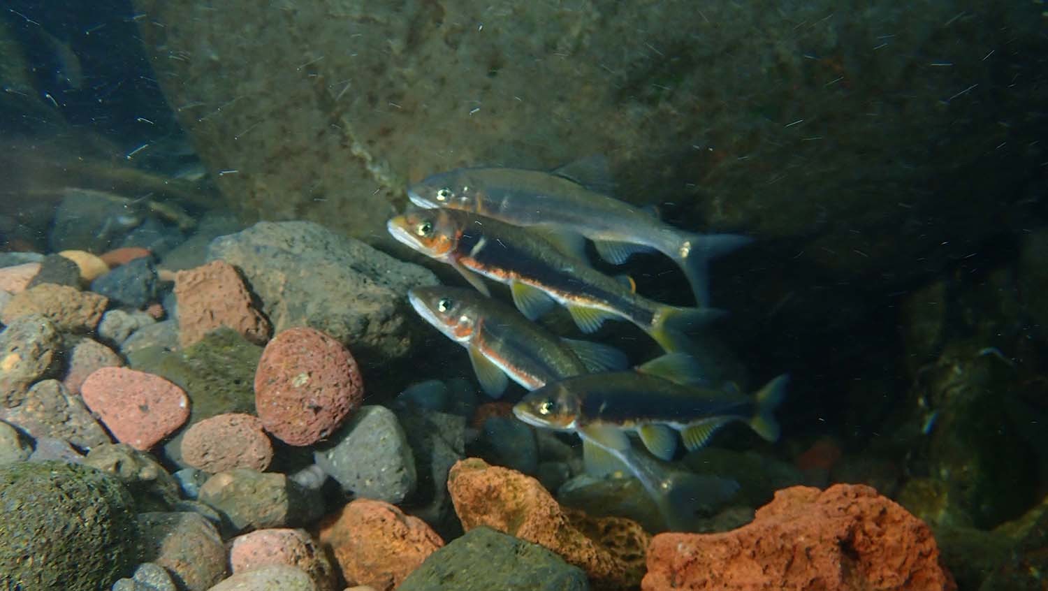 은어/ 국립생물자원관