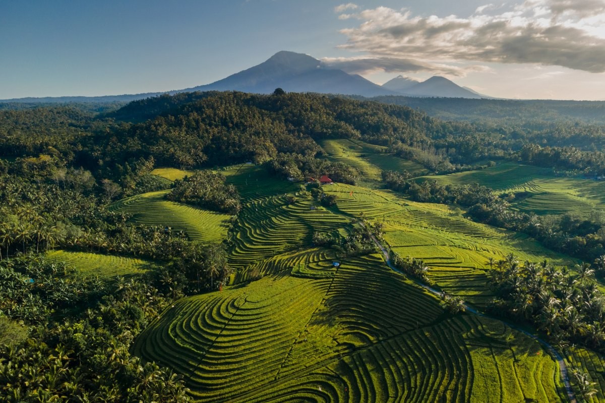 인도네시아 발리 라이스 테라스. / I Wayan Nusanjaya-shutterstock.com
