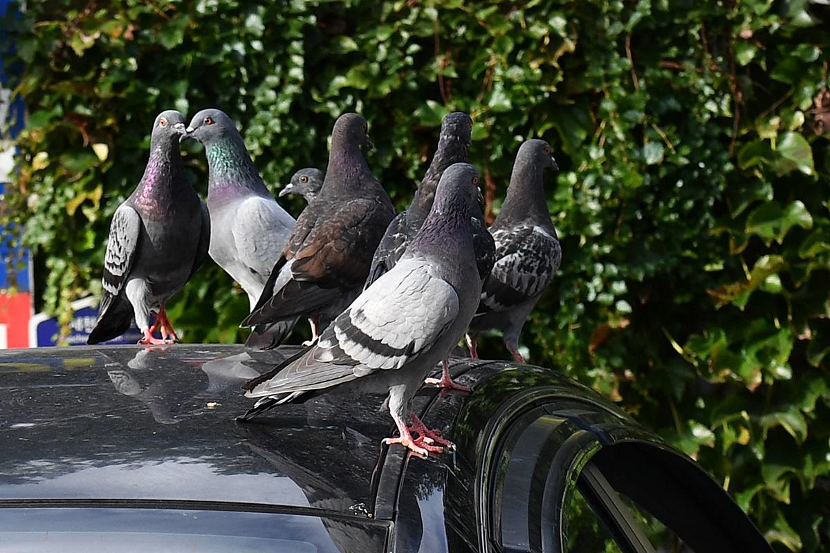 주차된 승용차 위에서 비둘기들이 앉아 쉬고 있다 / 뉴스1