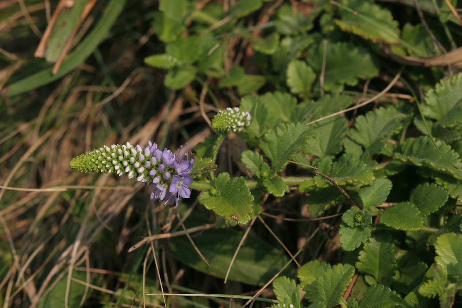 부산꼬리풀 / 국립생물자원관