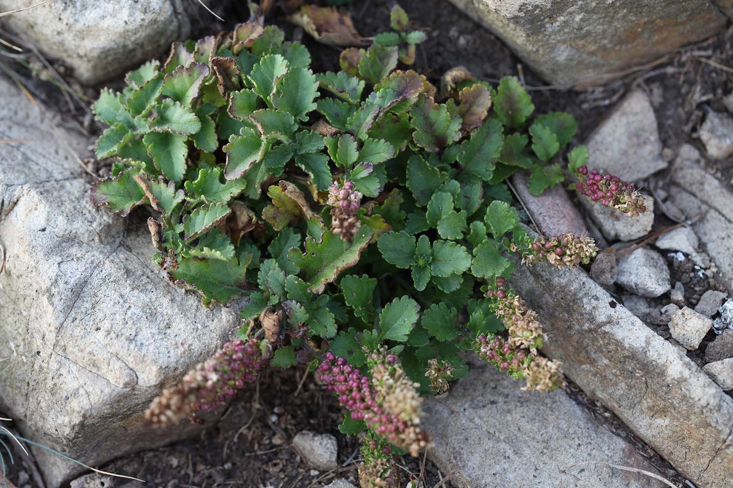 부산꼬리풀 / 국립생물자원관