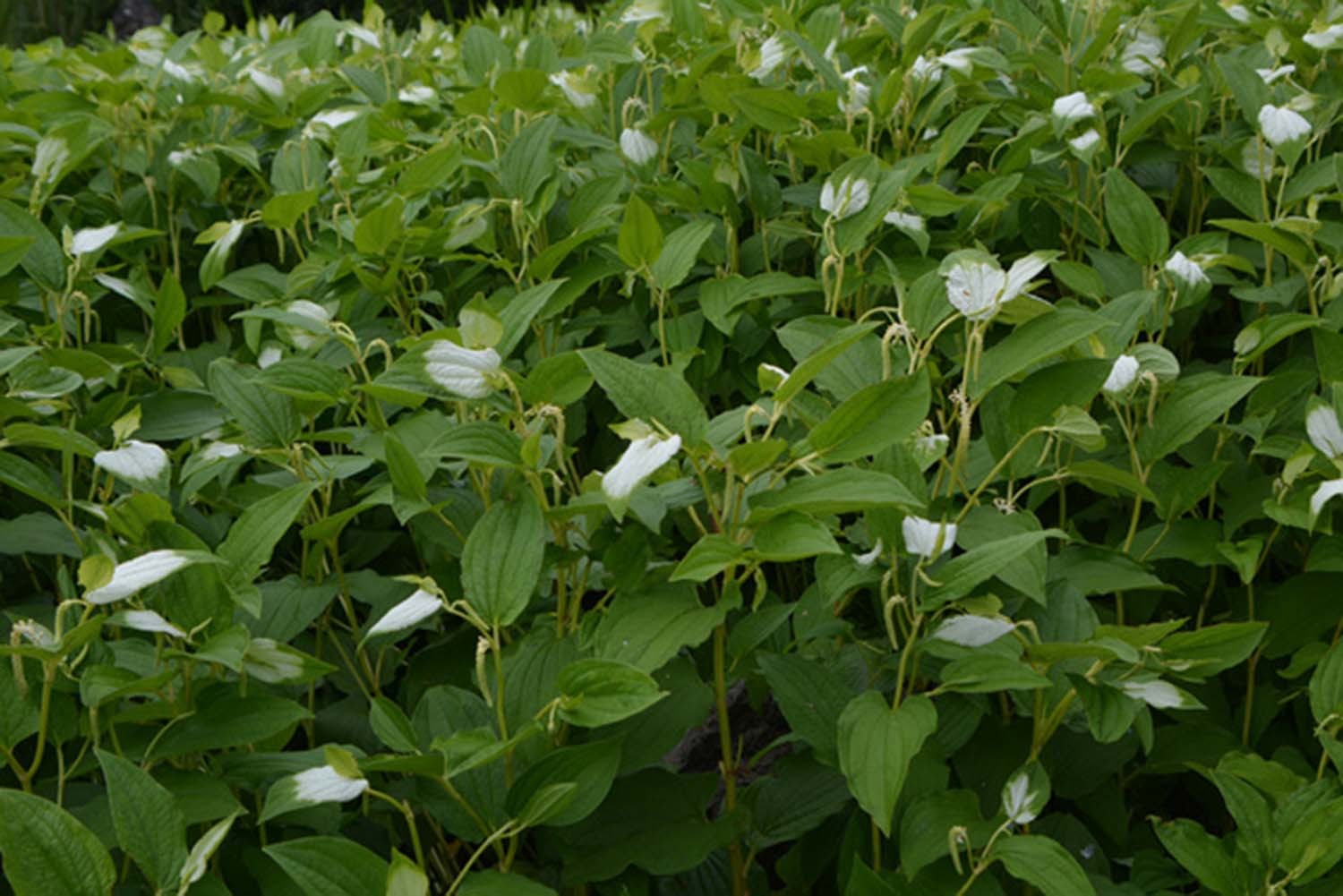 삼백초 / 국립생물자원관