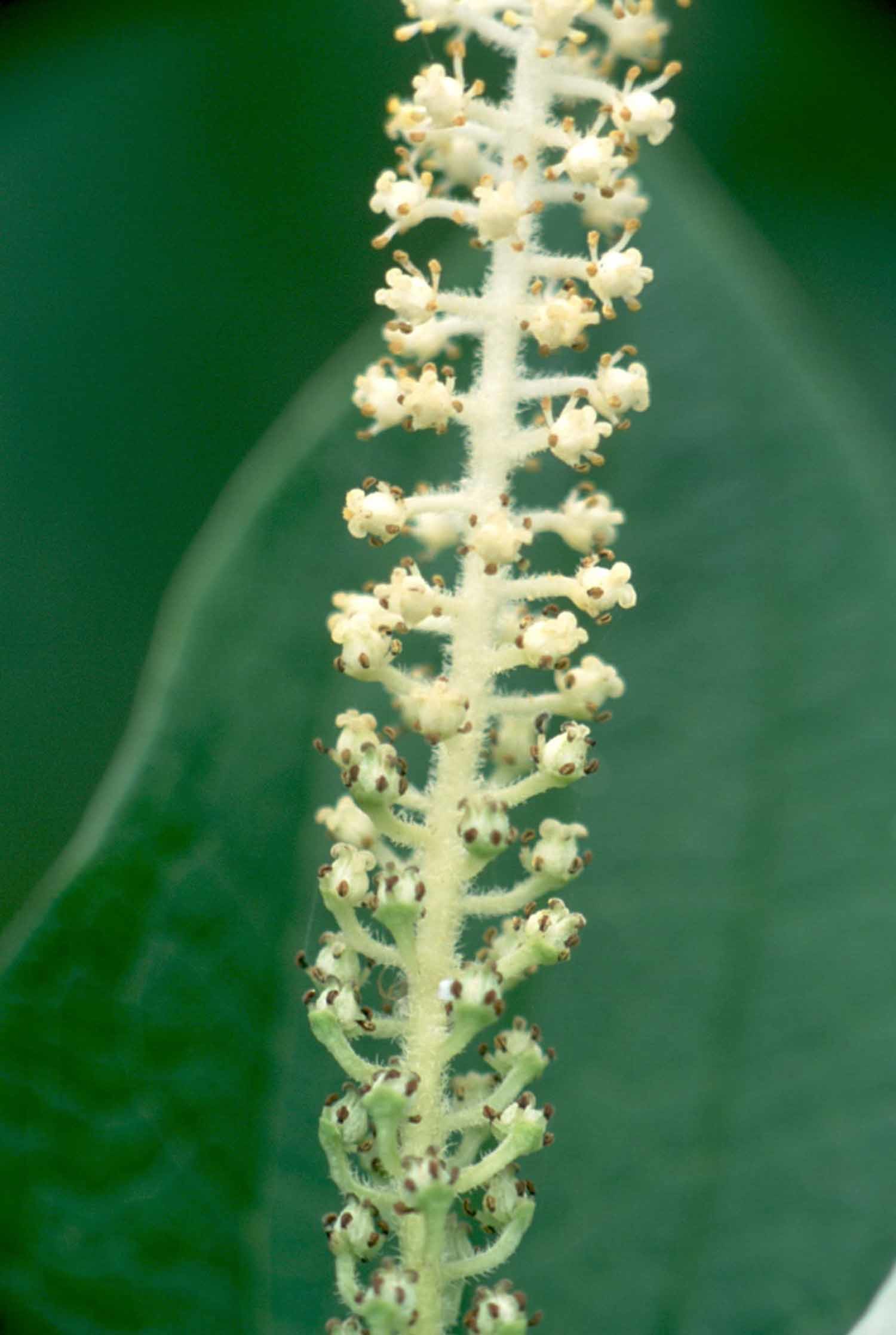 삼백초 / 국립생물자원관