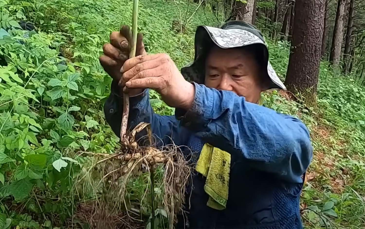 약초꾼 이형설씨가 채취한 산삼. / '약초꾼이형설' 유튜브