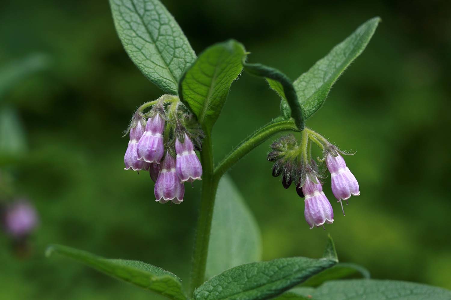 컴프리 / 국립생물자원관