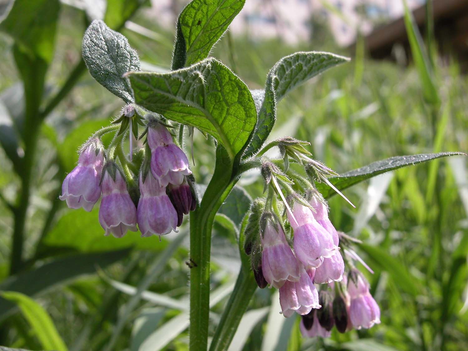 컴프리 / 국립생물자원관