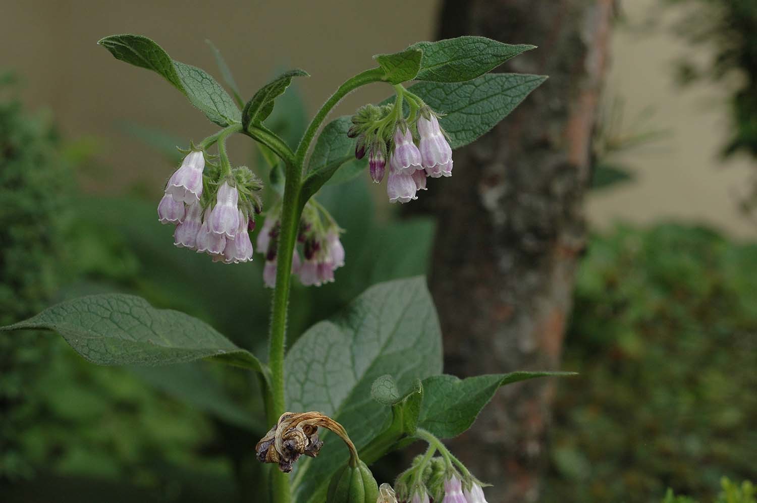 컴프리 / 국립생물자원관
