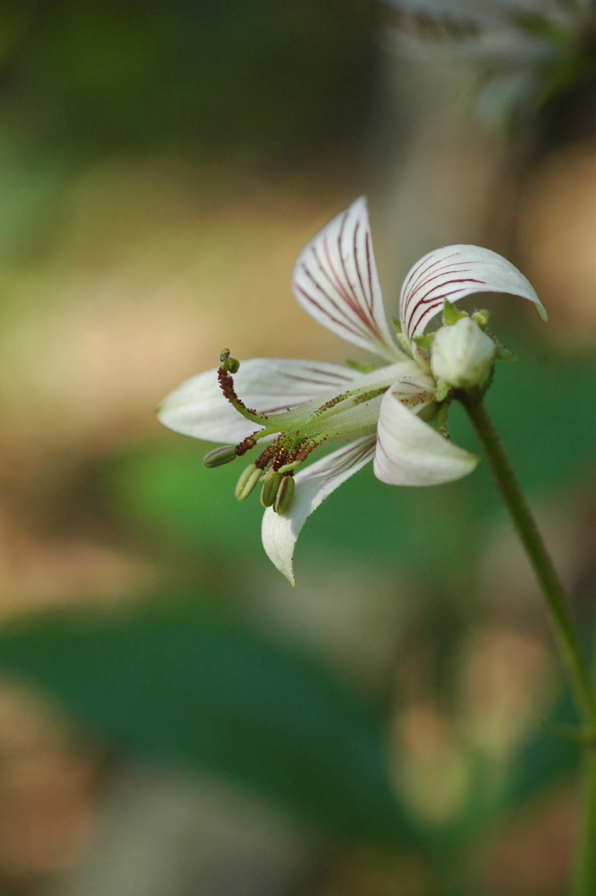 백선 / 국립생물자원관