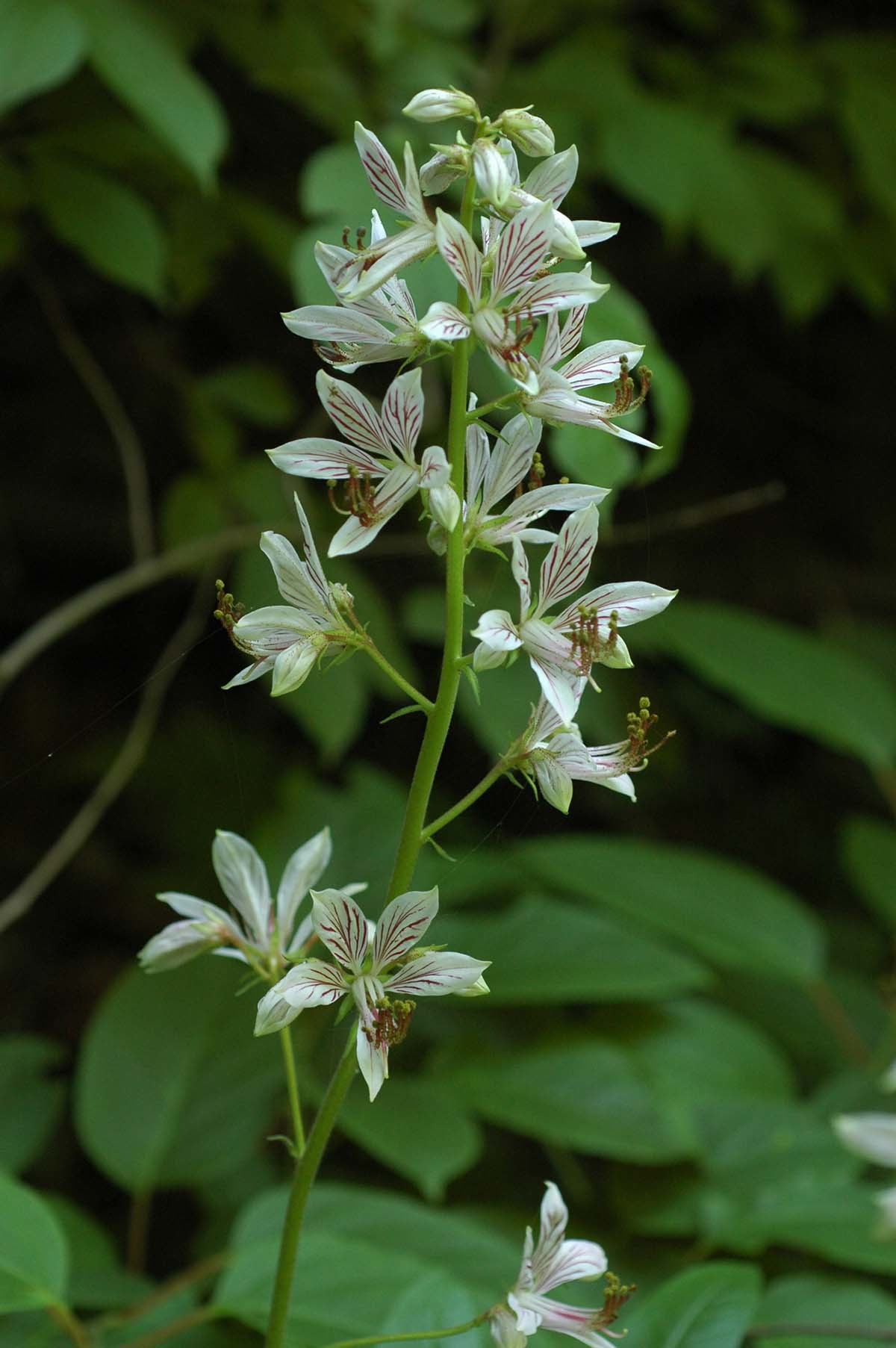 백선 / 국립생물자원관
