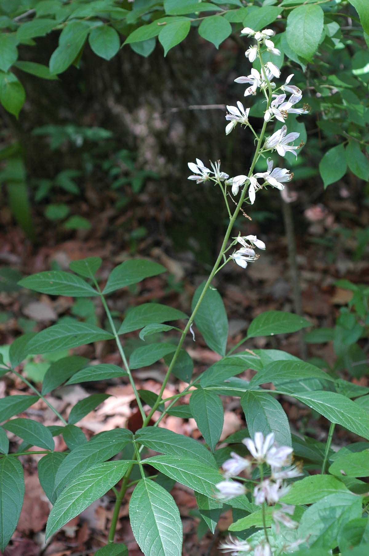 백선 / 국립생물자원관