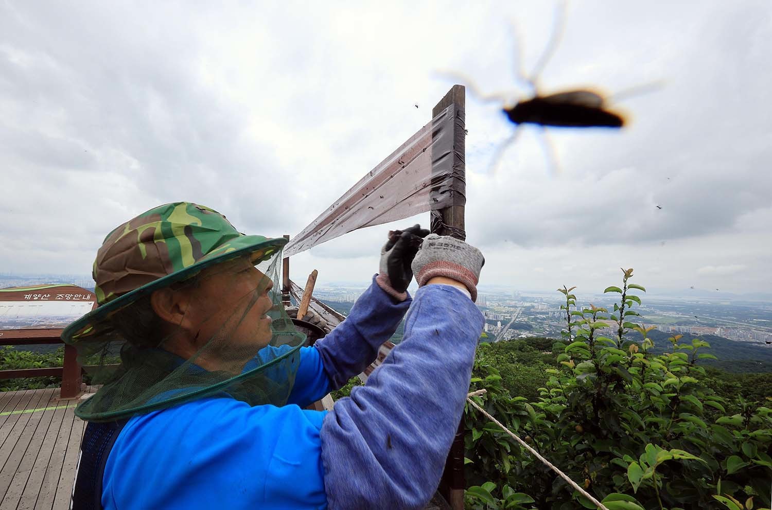 6월 30일 오후 인천 계양구 계양산 정상에 붉은등우단털파리(러브버그) 무리가 대량 출몰한 가운데 계양구청 공원녹지과 산림보호팀 관계자들이 방역 및 날벌레 트랩을 설치하고 있다. / 뉴스1