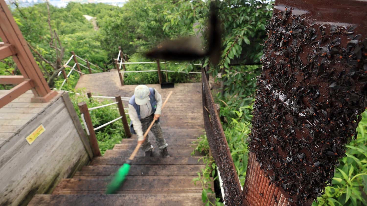 6월 30일 오후 인천 계양구 계양산 정상에 붉은등우단털파리(러브버그) 무리가 대량 출몰한 가운데 계양구청 공원녹지과 산림보호팀 관계자들이 방역 작업을 하고 있다. /뉴스1