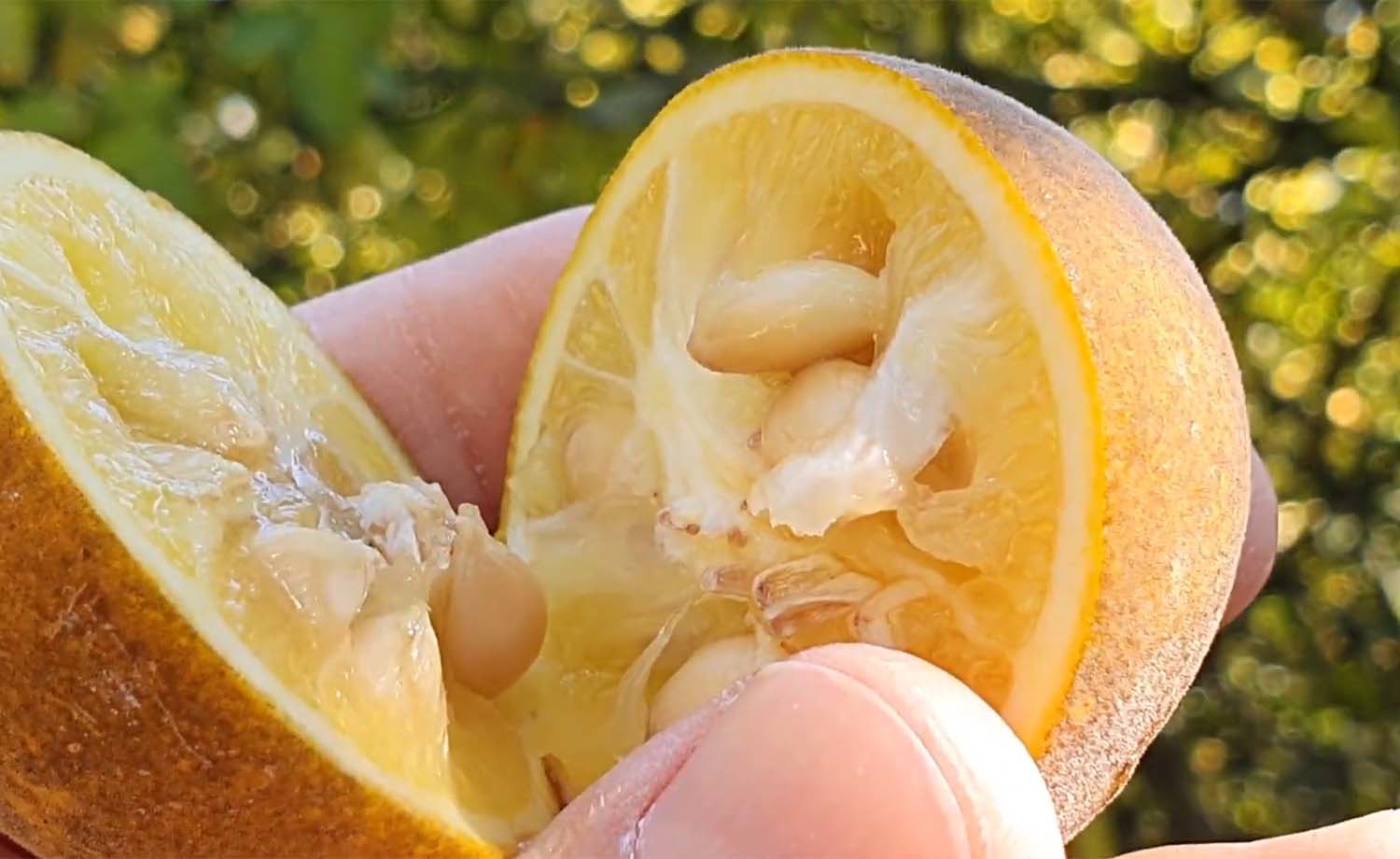 탱자 / '텃밭친구' 유튜브