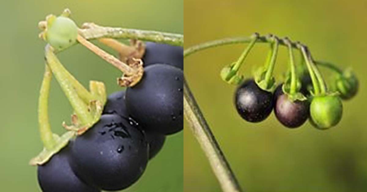 까마중 열매. 왼쪽 사진의 출처는 연합뉴스, 오른쪽 사진의 출처는 식품의약품안전처다.