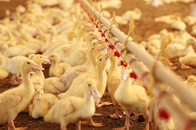 더위에 목 축이는 오리들