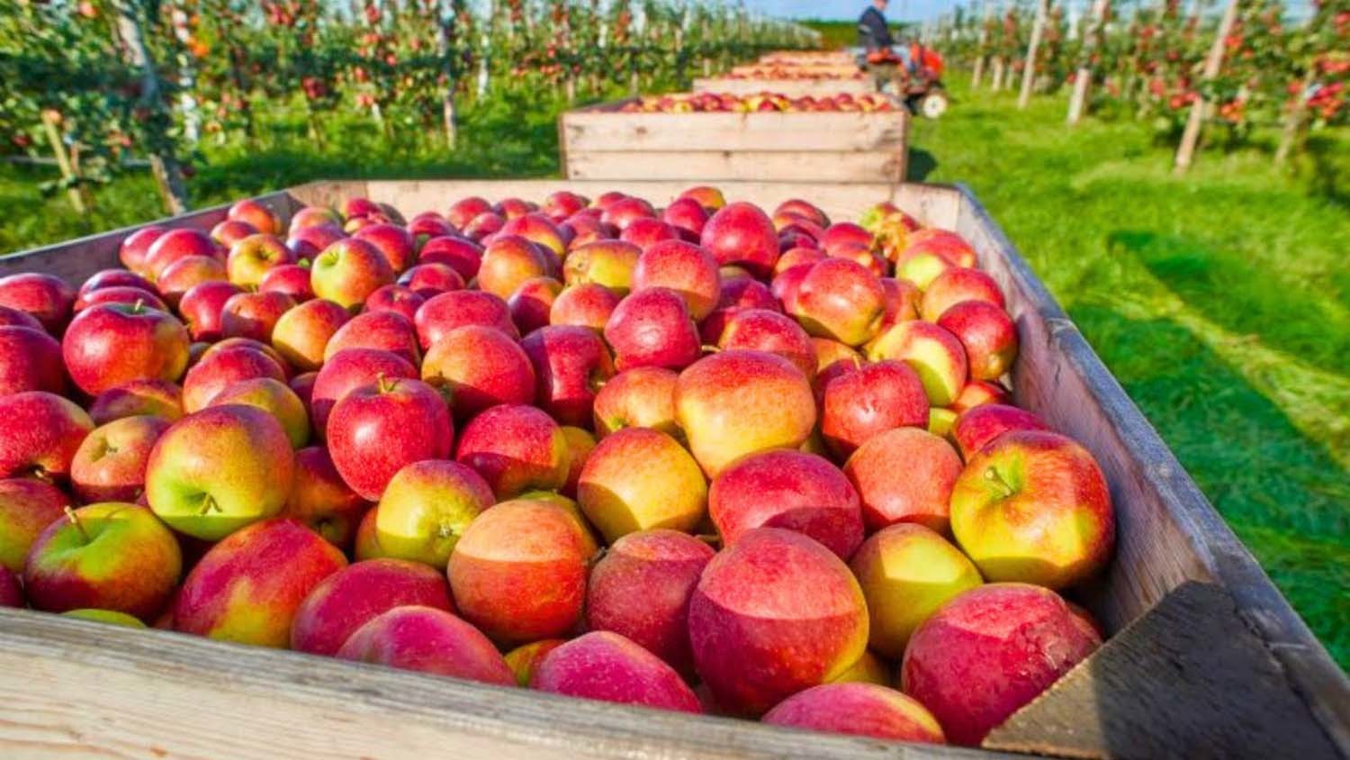 미국 사과 농장 / 'Tony 98 - Discovery' 유튜브