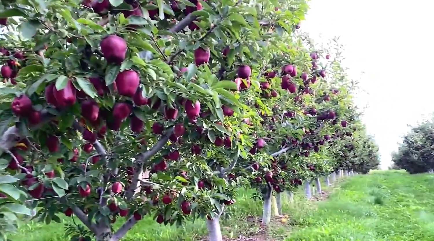 미국 사과 농장 / 'Tony 98 - Discovery' 유튜브