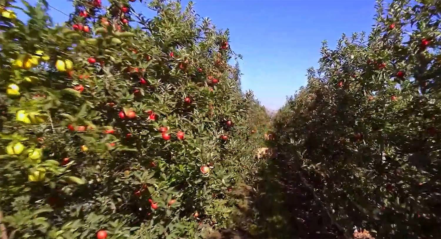 미국 사과 농장 / 'Tony 98 - Discovery' 유튜브