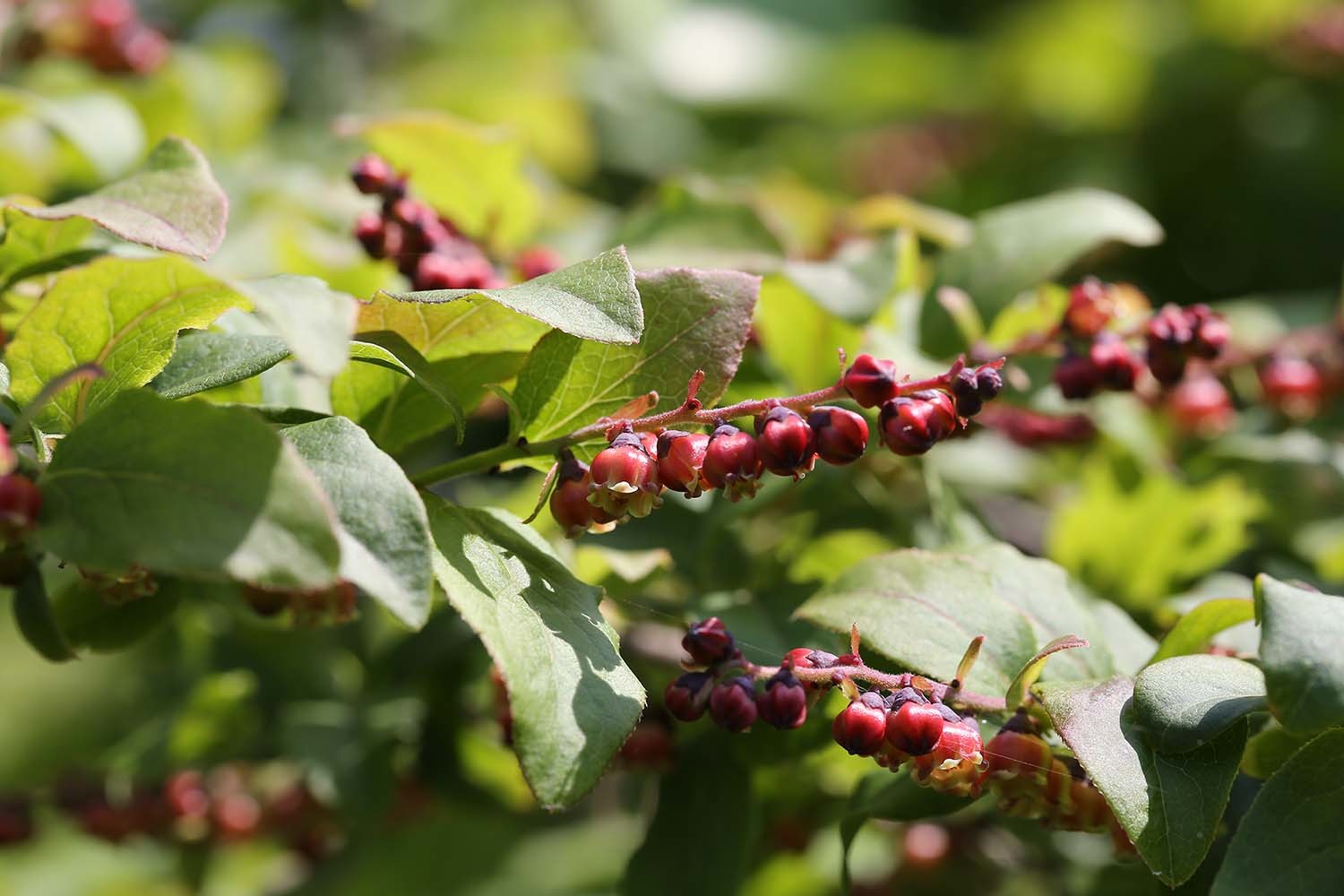 정금나무 열매 / 국립생물자원관