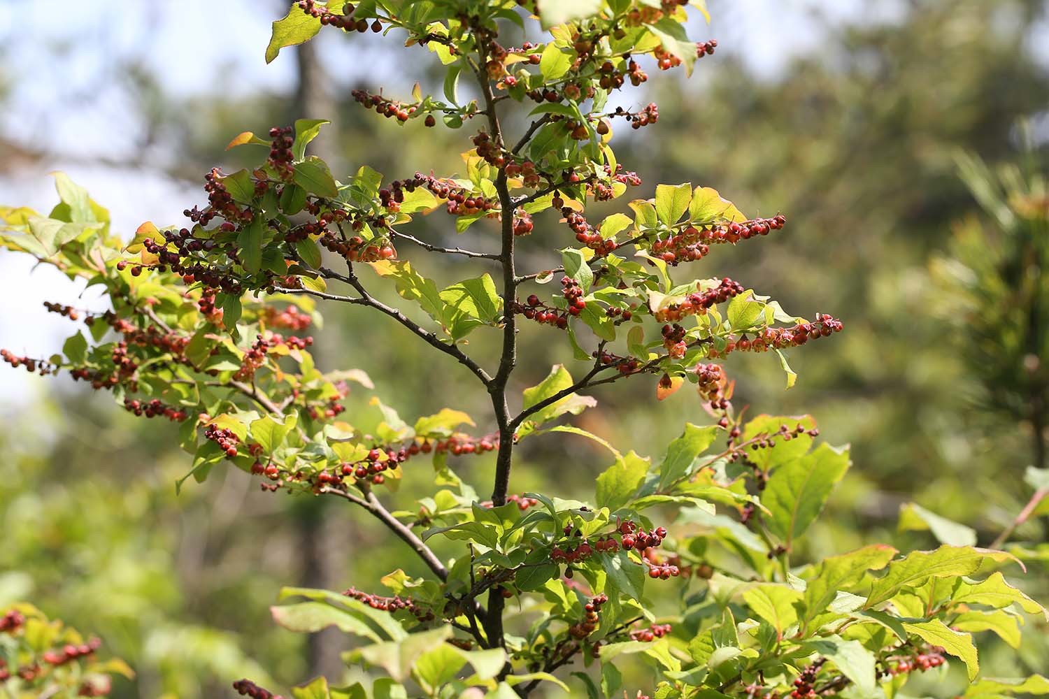 정금나무 열매 / 국립생물자원관