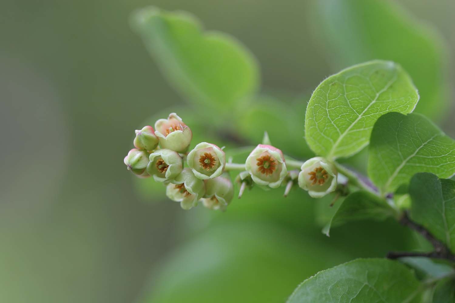 정금나무 열매 / 국립생물자원관