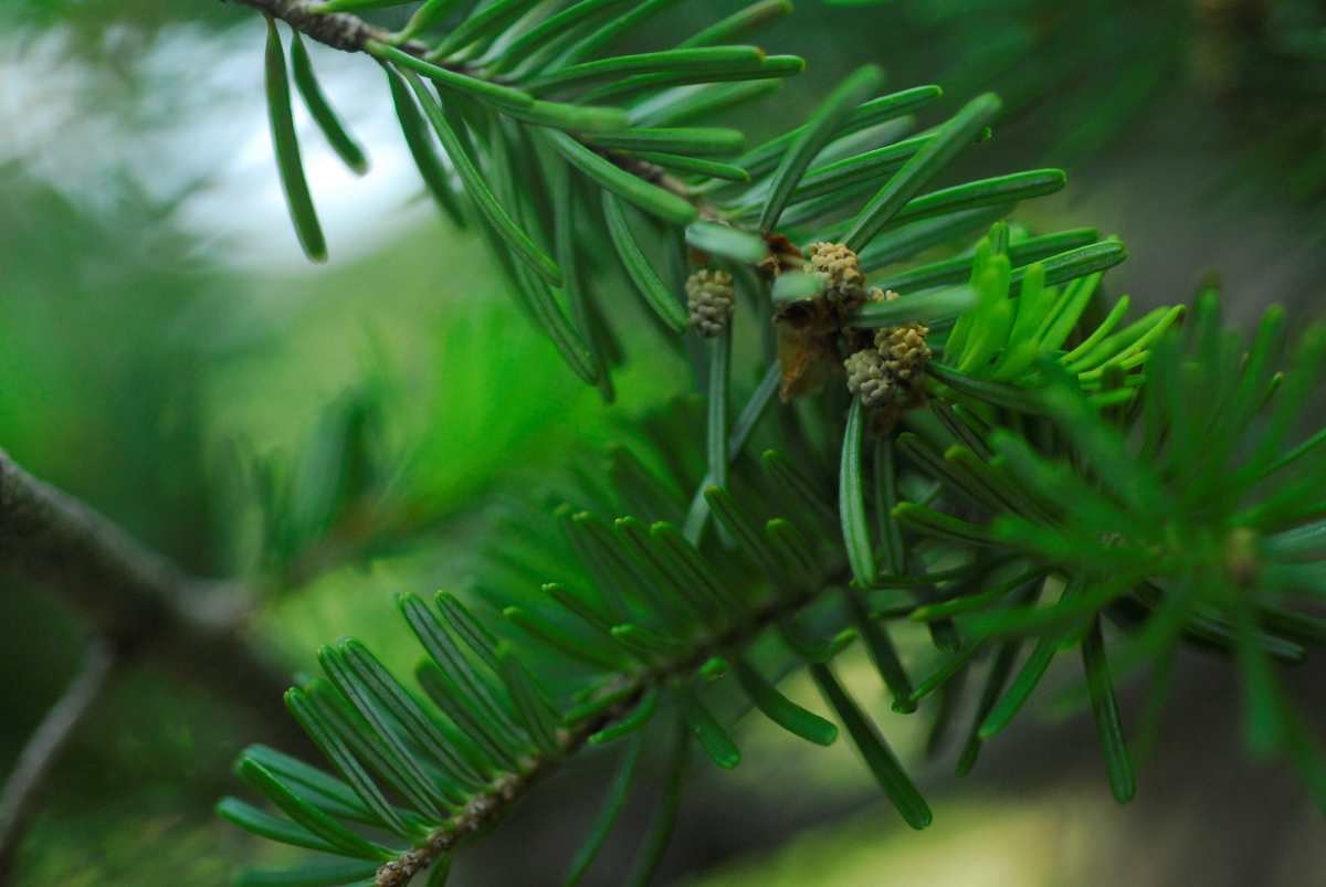 분비나무. / 국립생물자원관