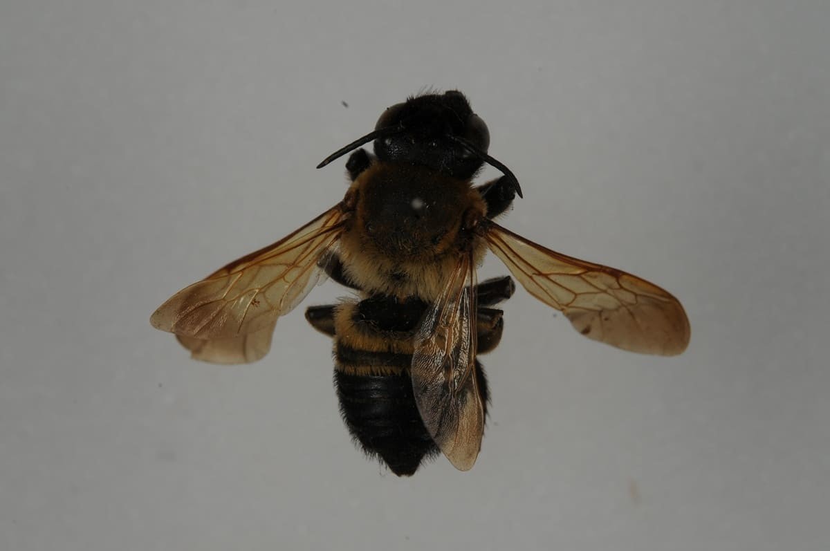 장수가위벌 / 국립생물자원관