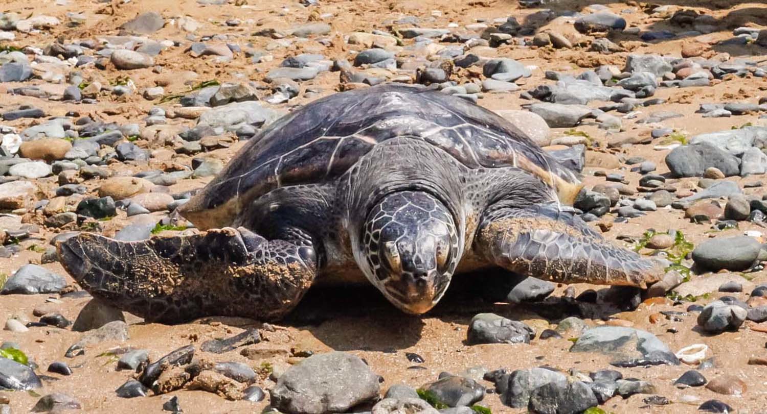 푸른바다거북 / 뉴스1 자료사진