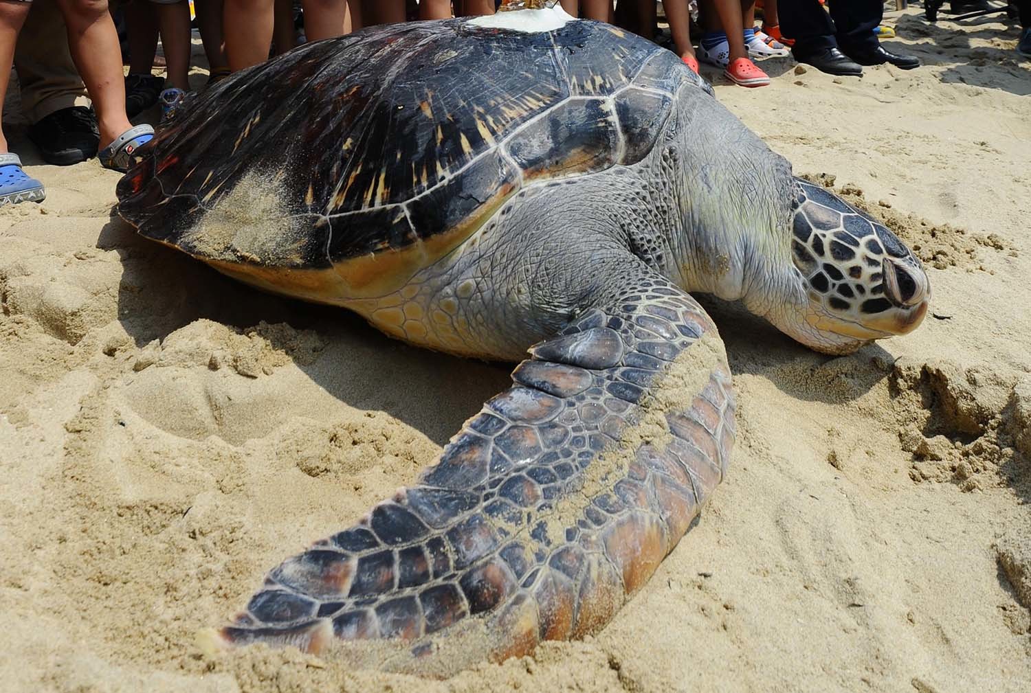 푸른바다거북 / 뉴스1 자료사진