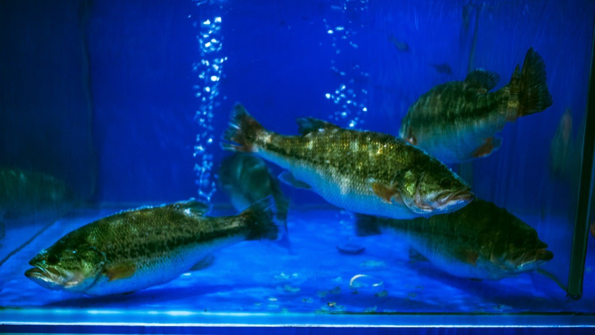 배스의 모습. / Shawn-Lee-shutterstock.com