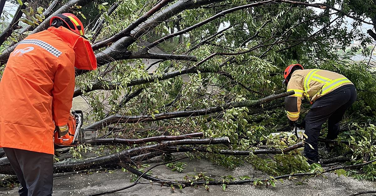 지난 6월 21일 오전 대구 달성 논공읍 금포리의 한 도로 위로 가로수가 집중호우와 강풍에 쓰러져 소방 관계자들이 안전조치를 취하고 있다 / 뉴스1, 대구소방안전본부 제공