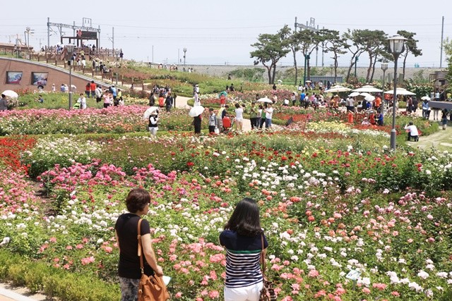 전남 여행지- 곡성 장미정원