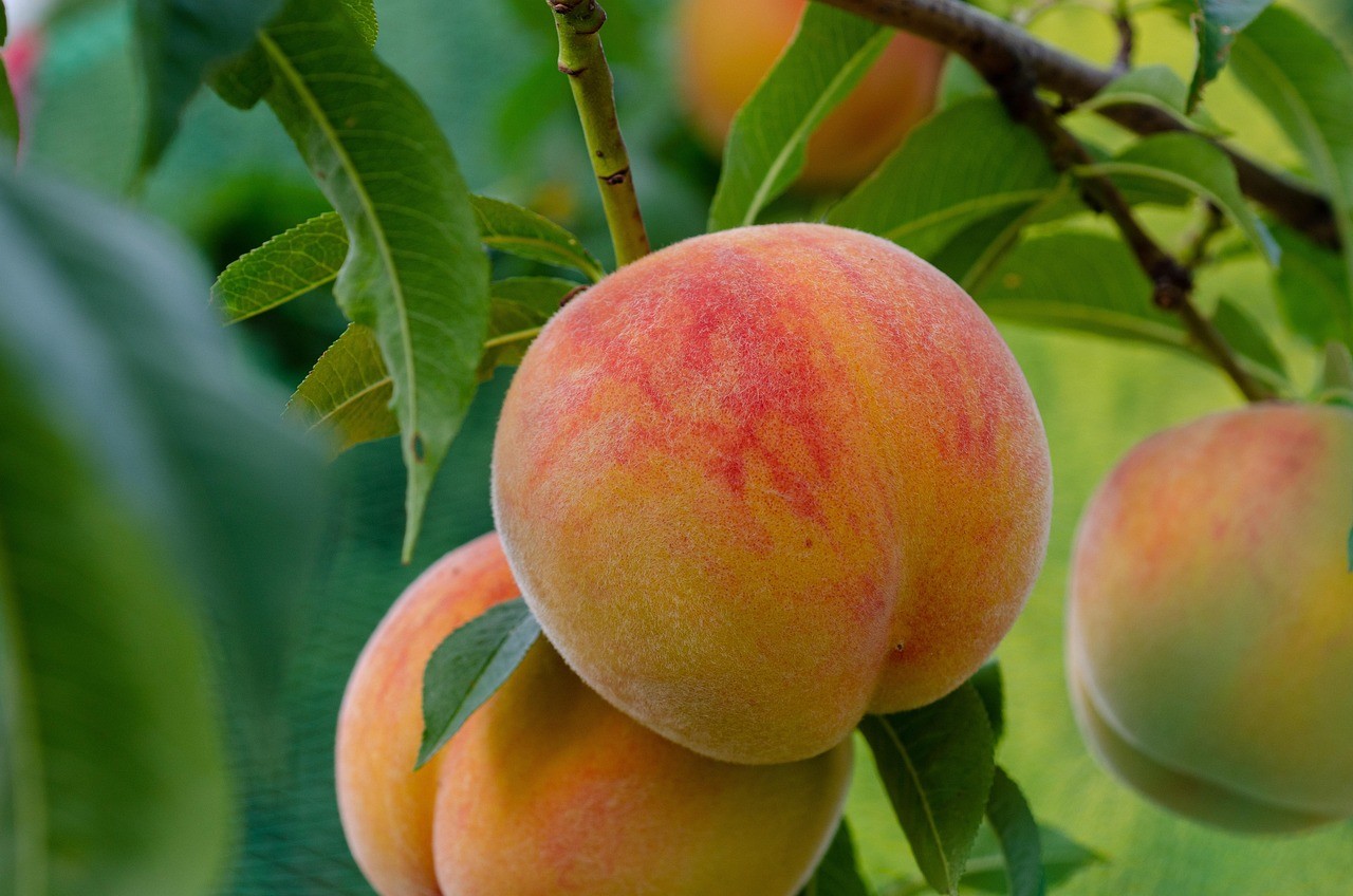 복숭아 / 픽사베이